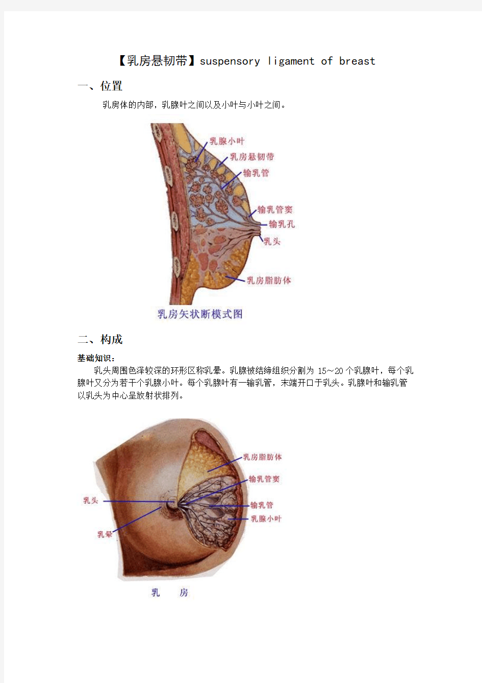 乳房悬韧带 Microsoft Word 文档