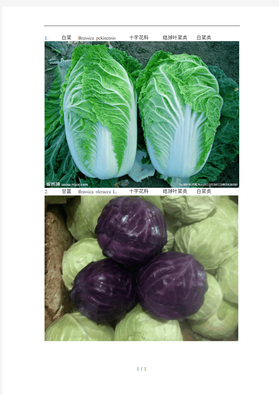 常见蔬菜与分类-配图