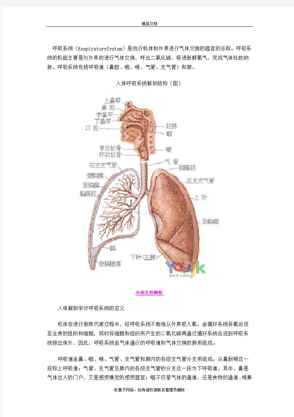 呼吸系统构造图(详细)知识讲解