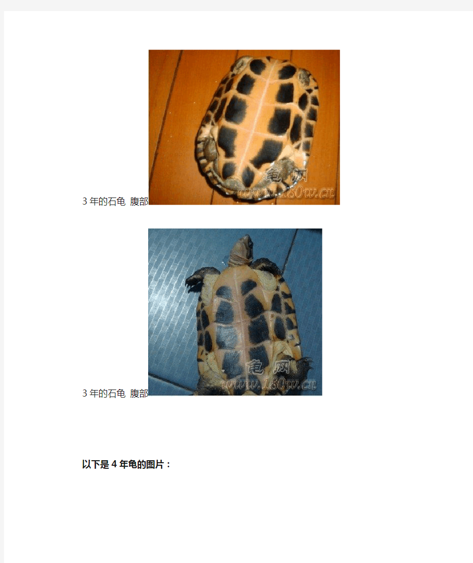 石金钱龟的龟龄鉴定带图说明