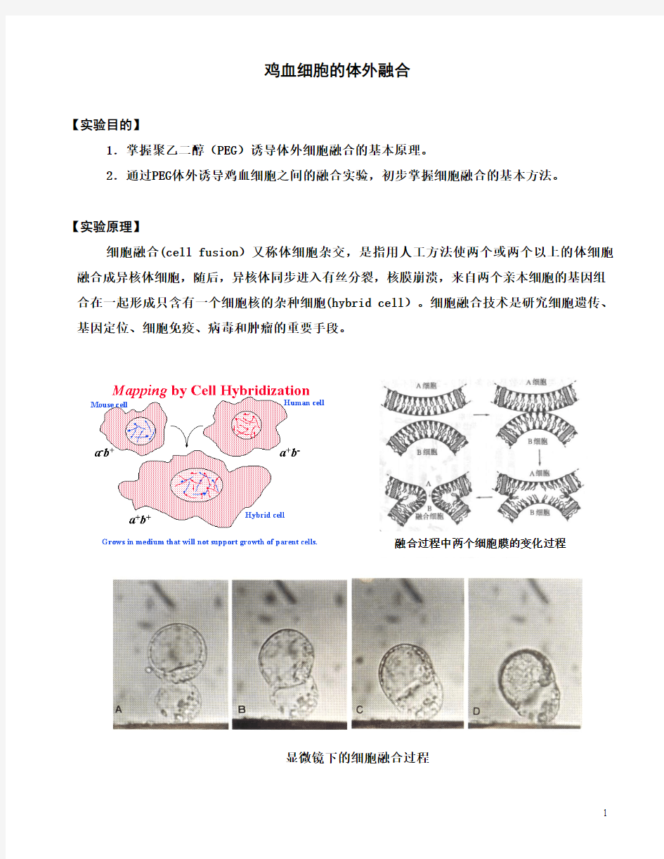 鸡血细胞的体外融合