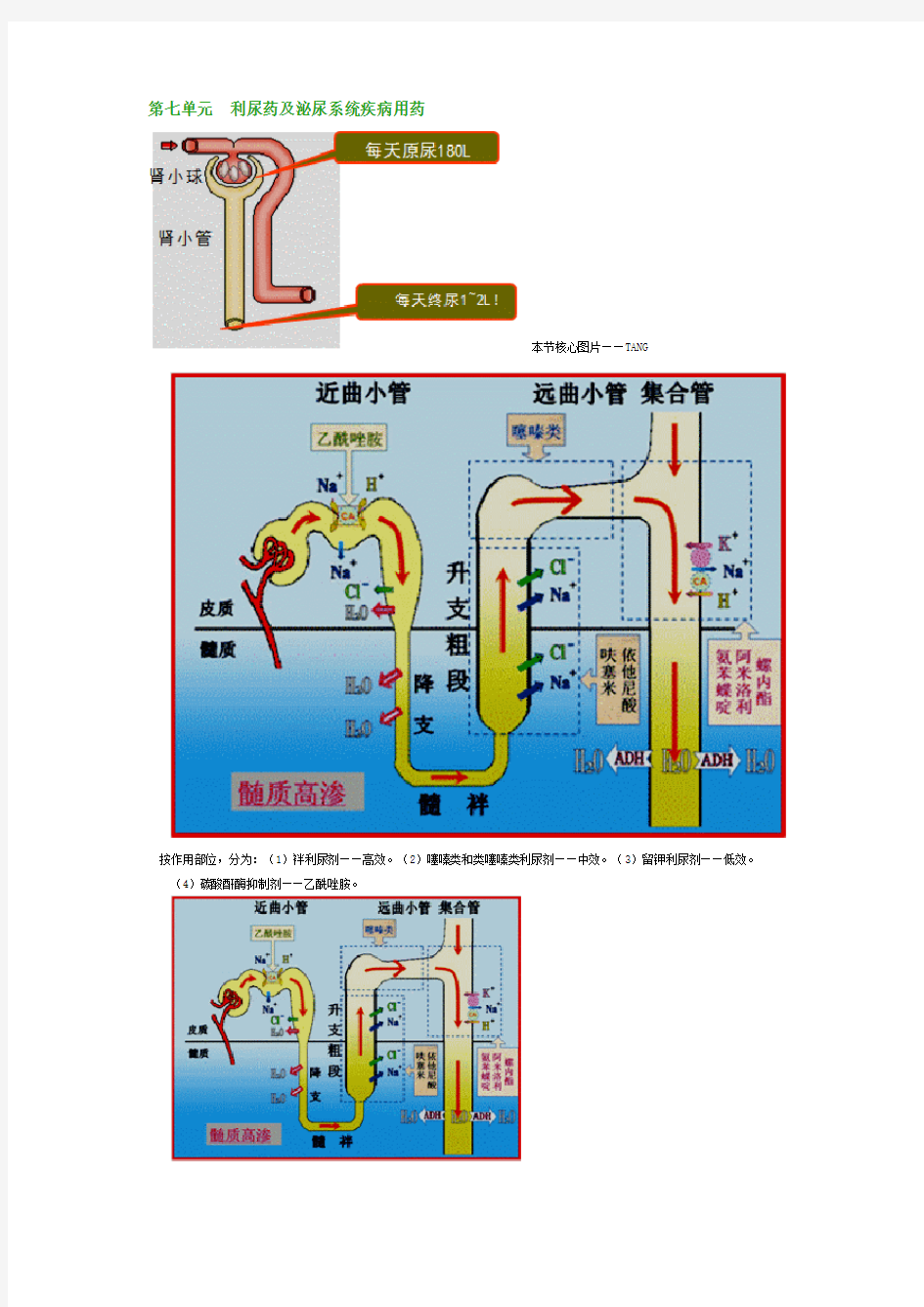 第七单元利尿药及泌尿系统疾病用药