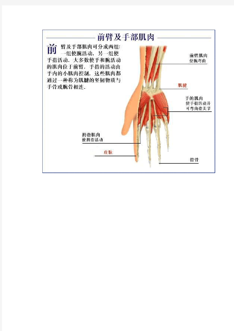 肌肉系统解剖图片+详解