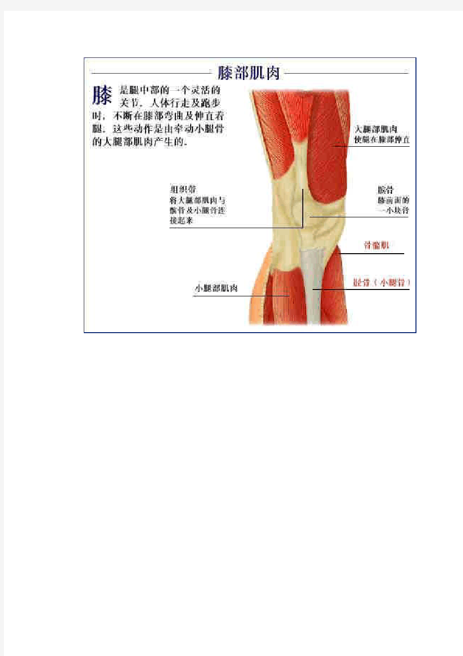 肌肉系统解剖图片+详解
