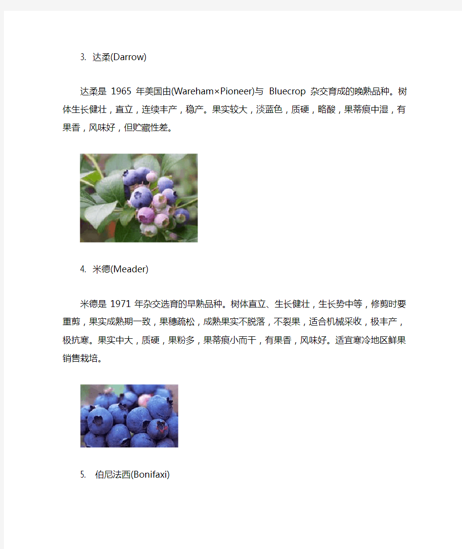 北高丛蓝莓