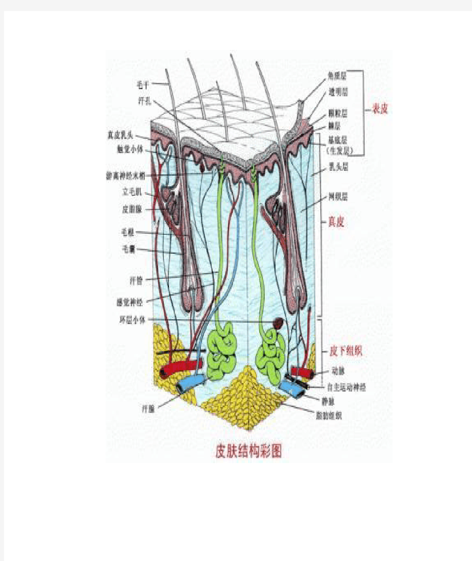 皮肤结构