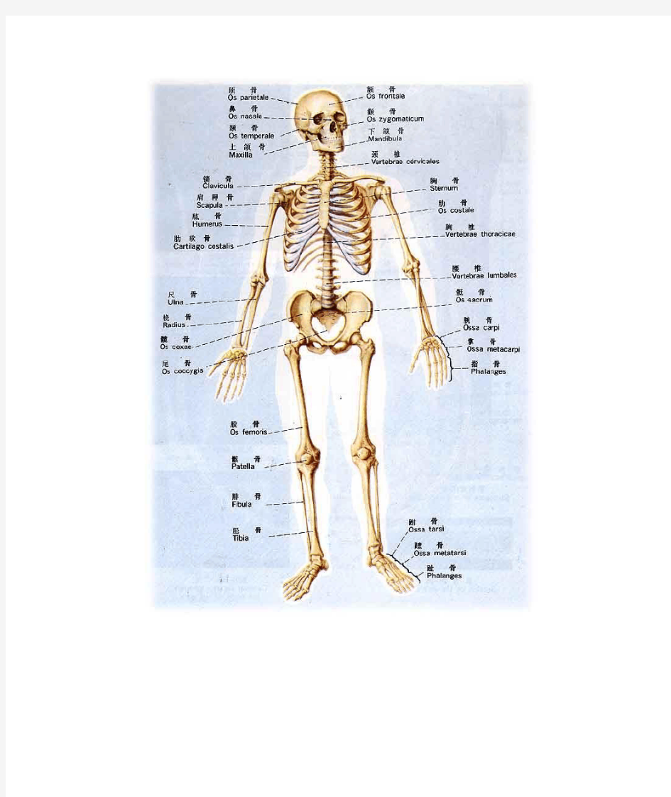 正常人体解剖学图谱