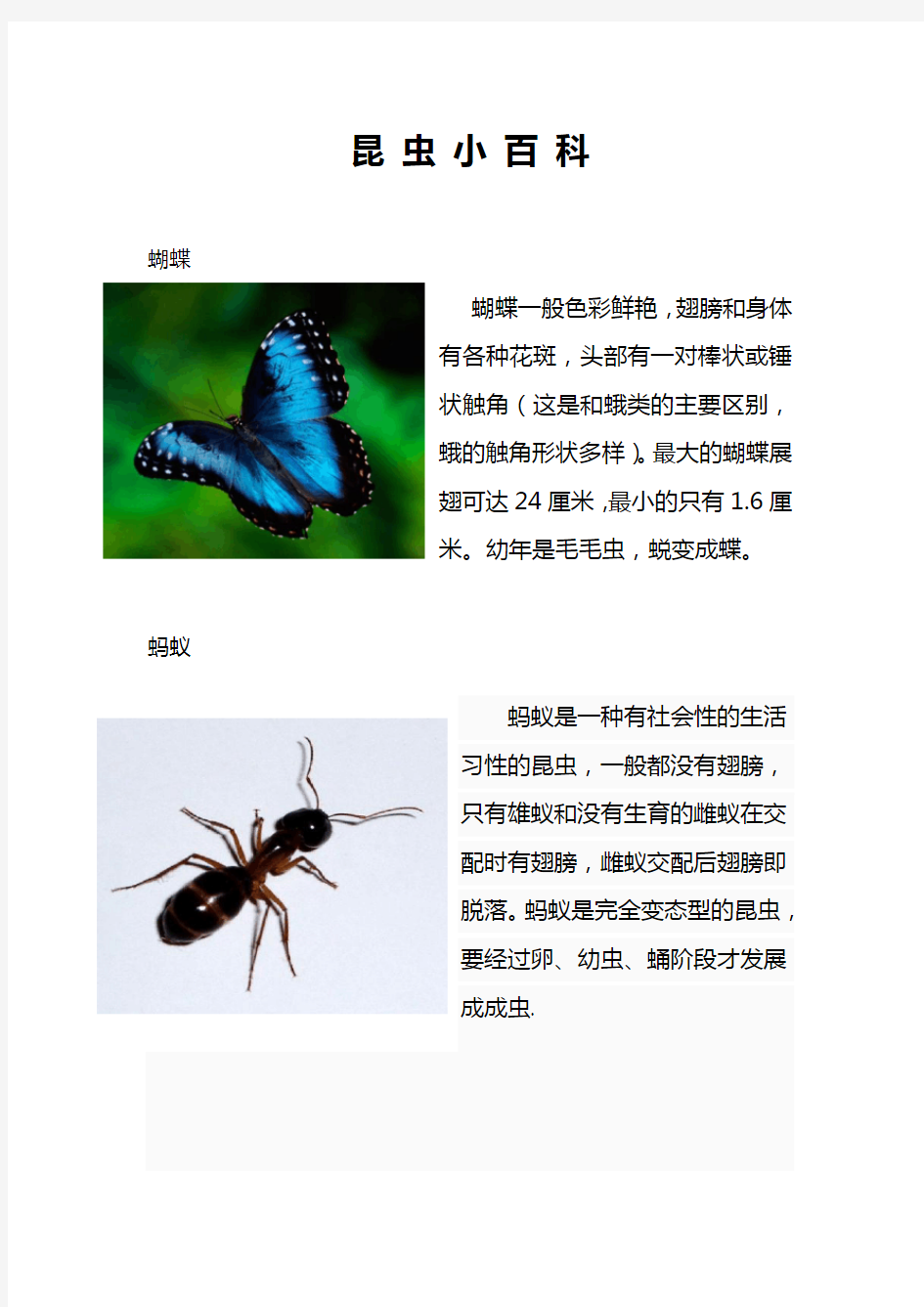 昆虫名字+图片.