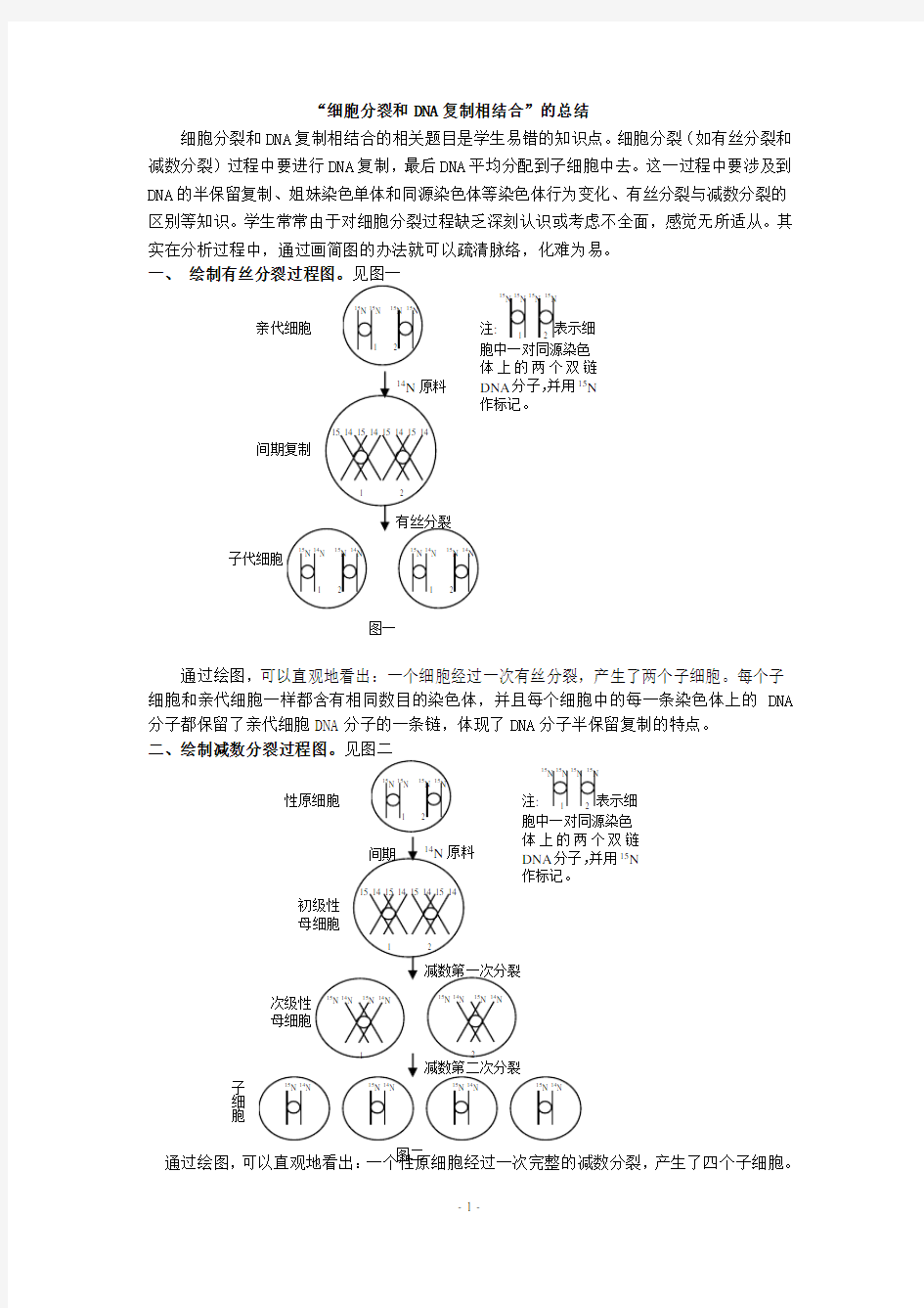 “细胞分裂和DNA复制相结合”的总结