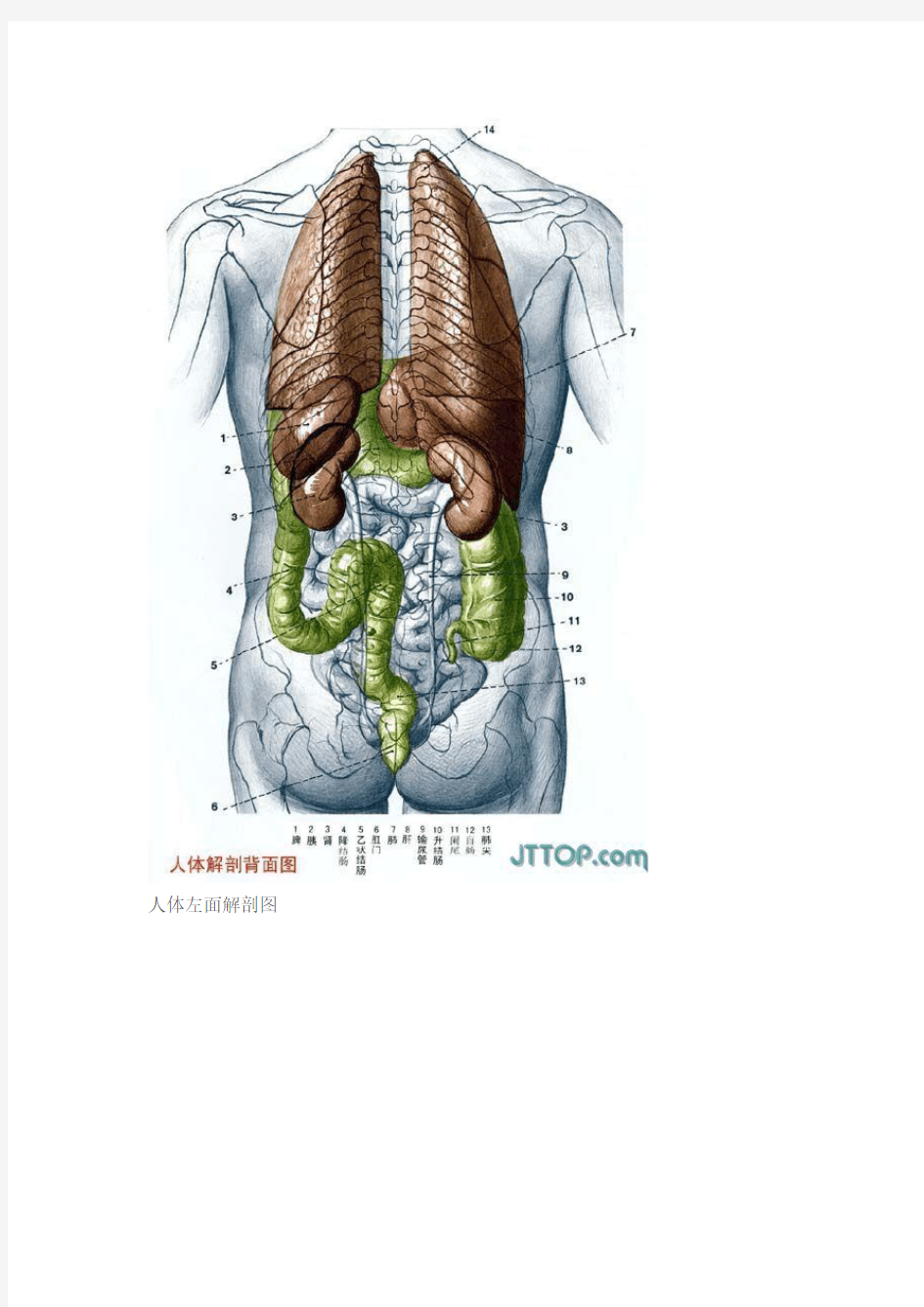 人体器官彩图