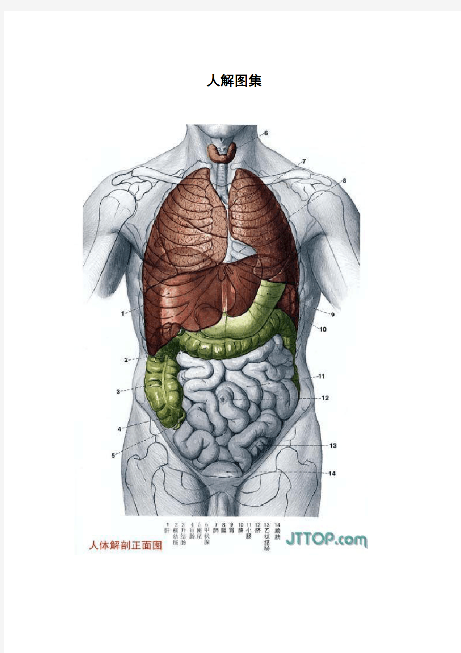 人体器官彩图
