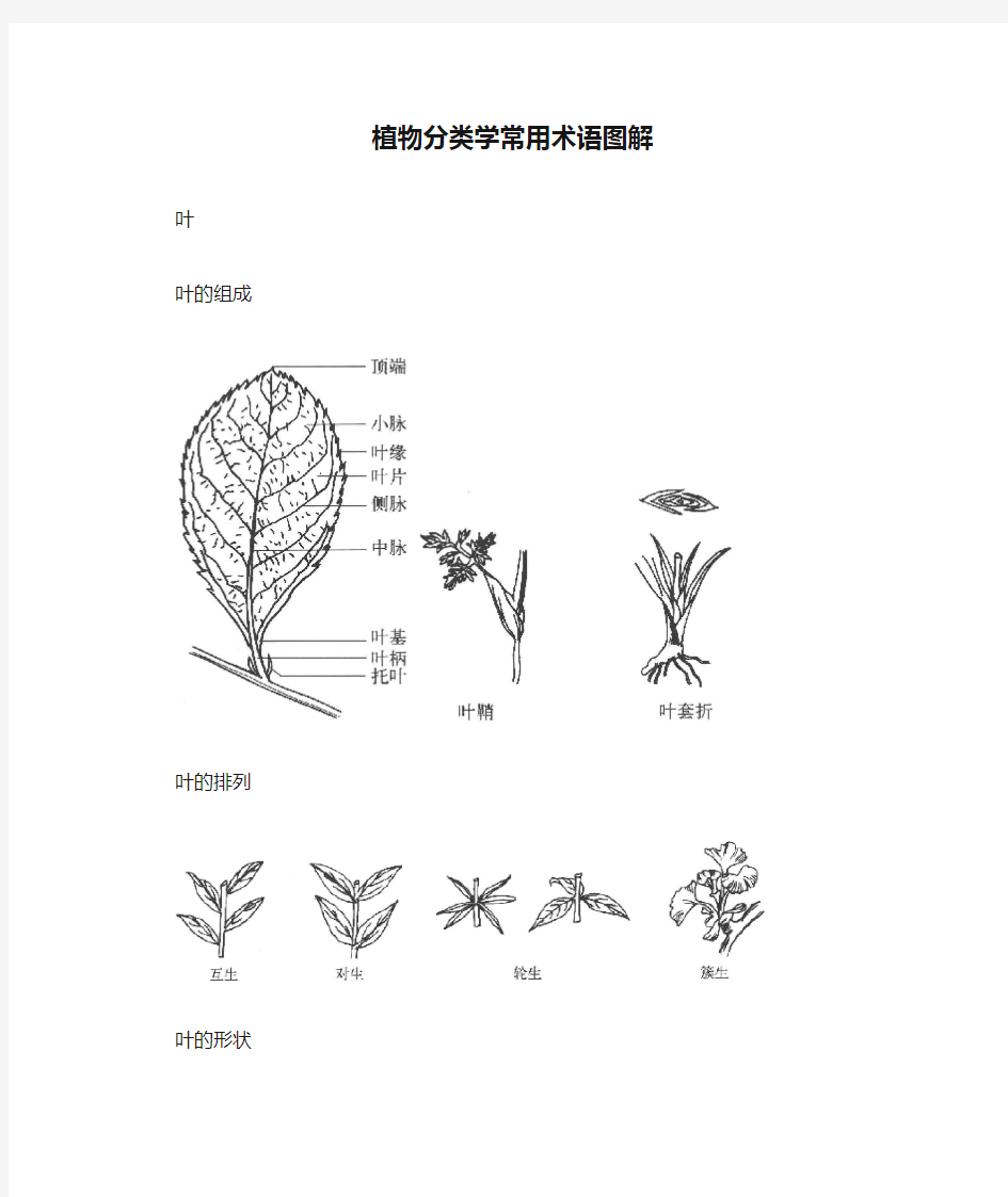 植物分类学常用术语图解