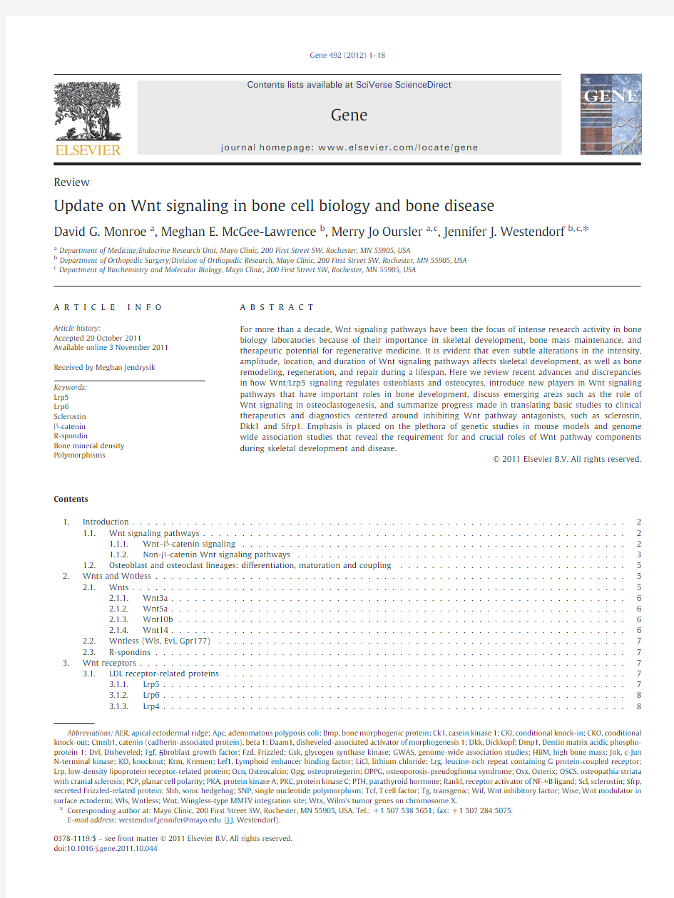 Update on Wnt signaling in bone cell biology and bone disease