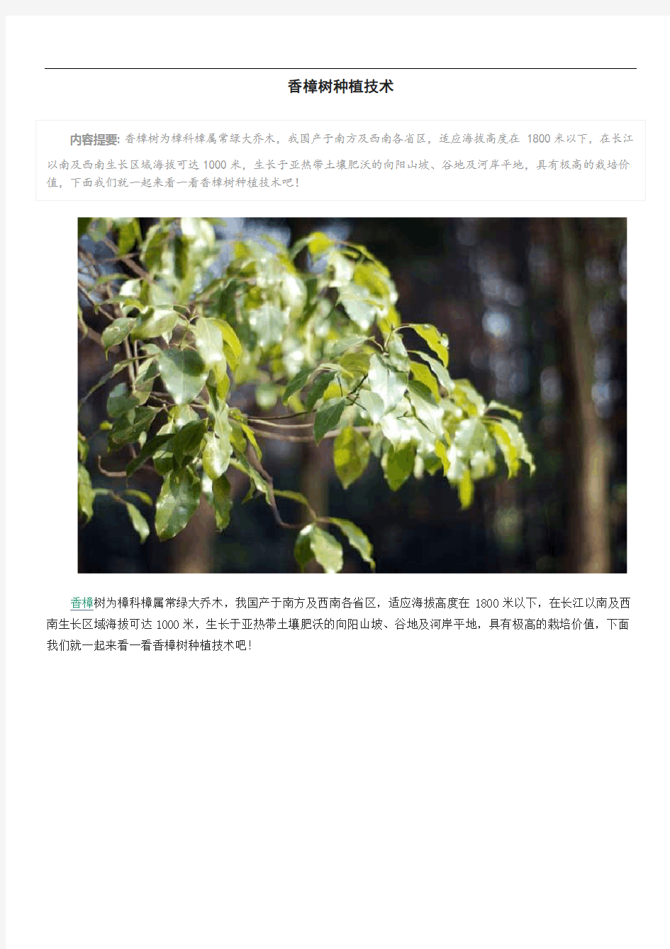 香樟树种植技术