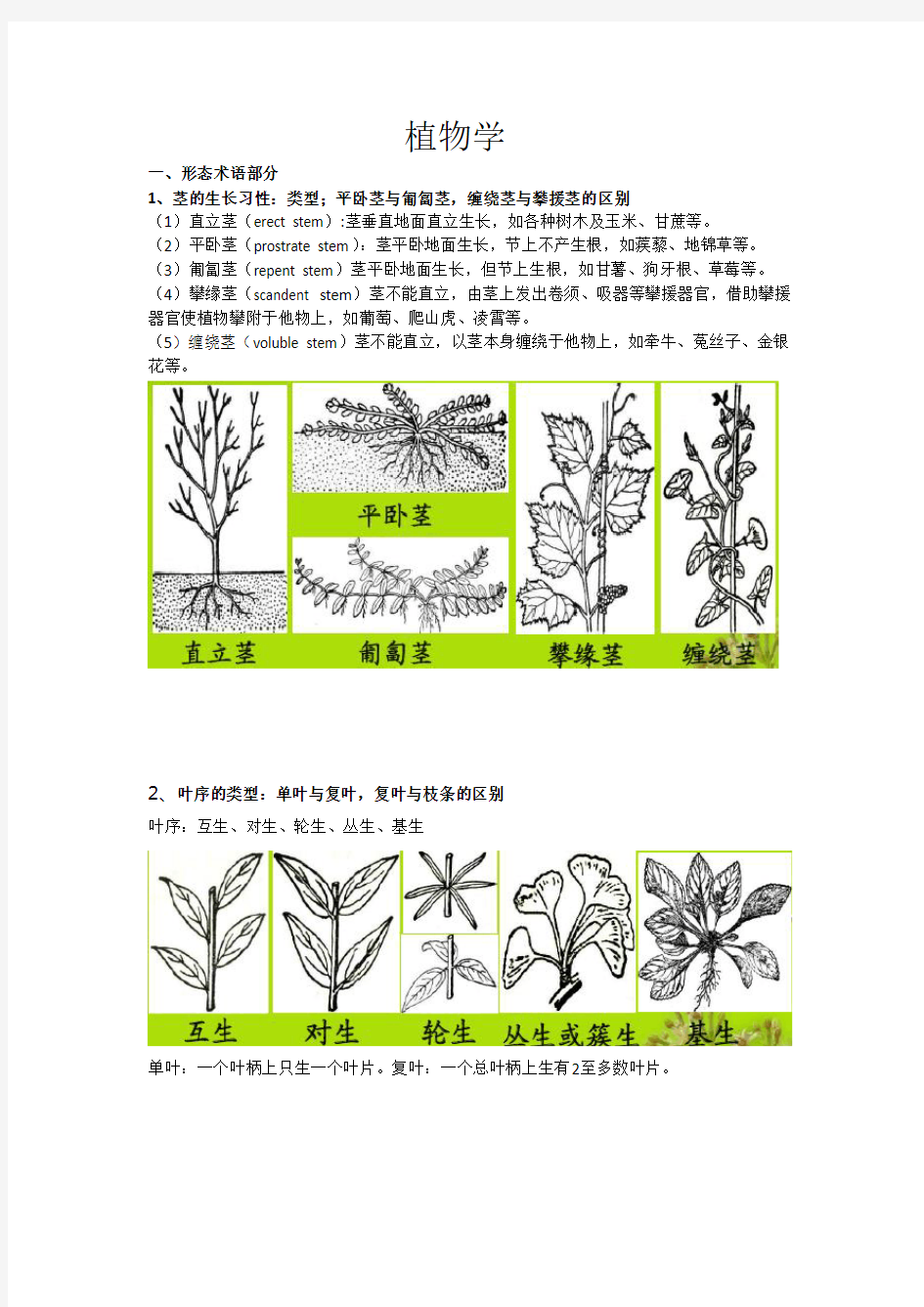 植物学复习提纲