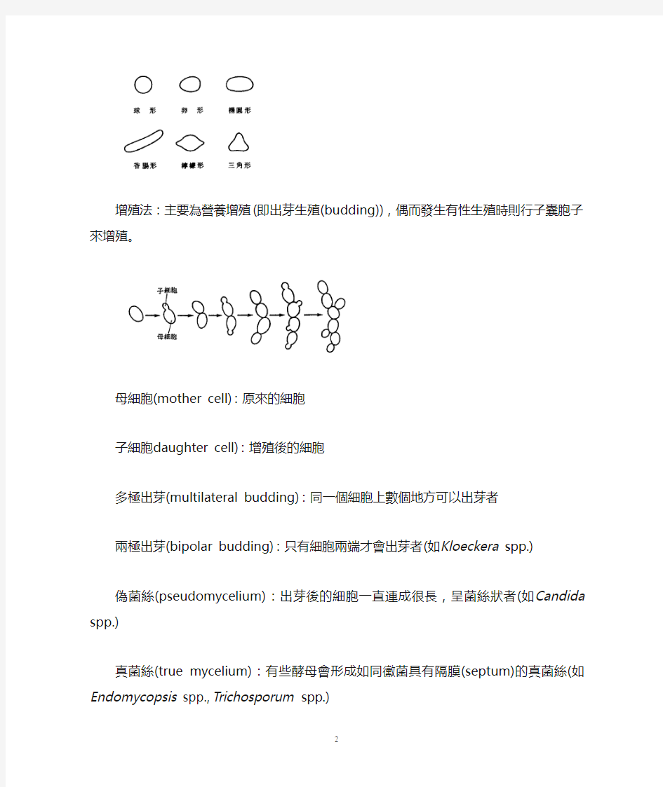 酵母菌分类