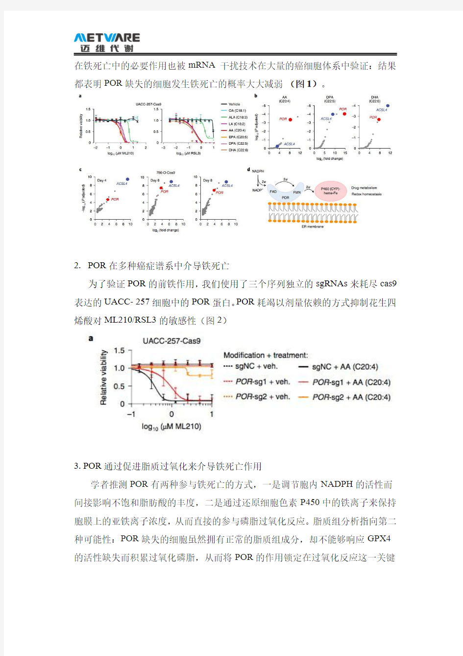 mGWAS细胞色素P450氧化还原酶参与了细胞铁死亡时磷脂的过氧化反应