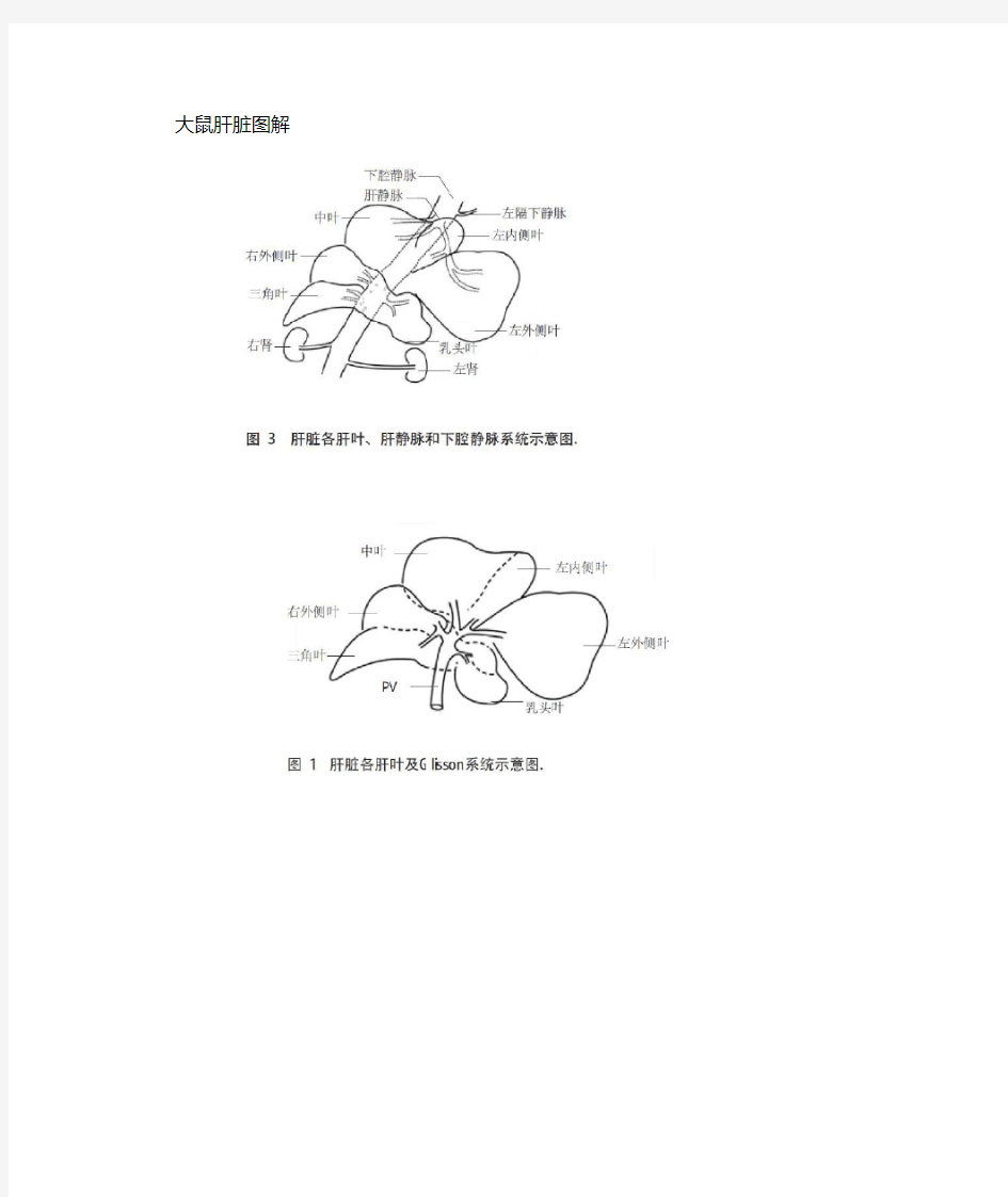 完整版大鼠肝脏解剖图解