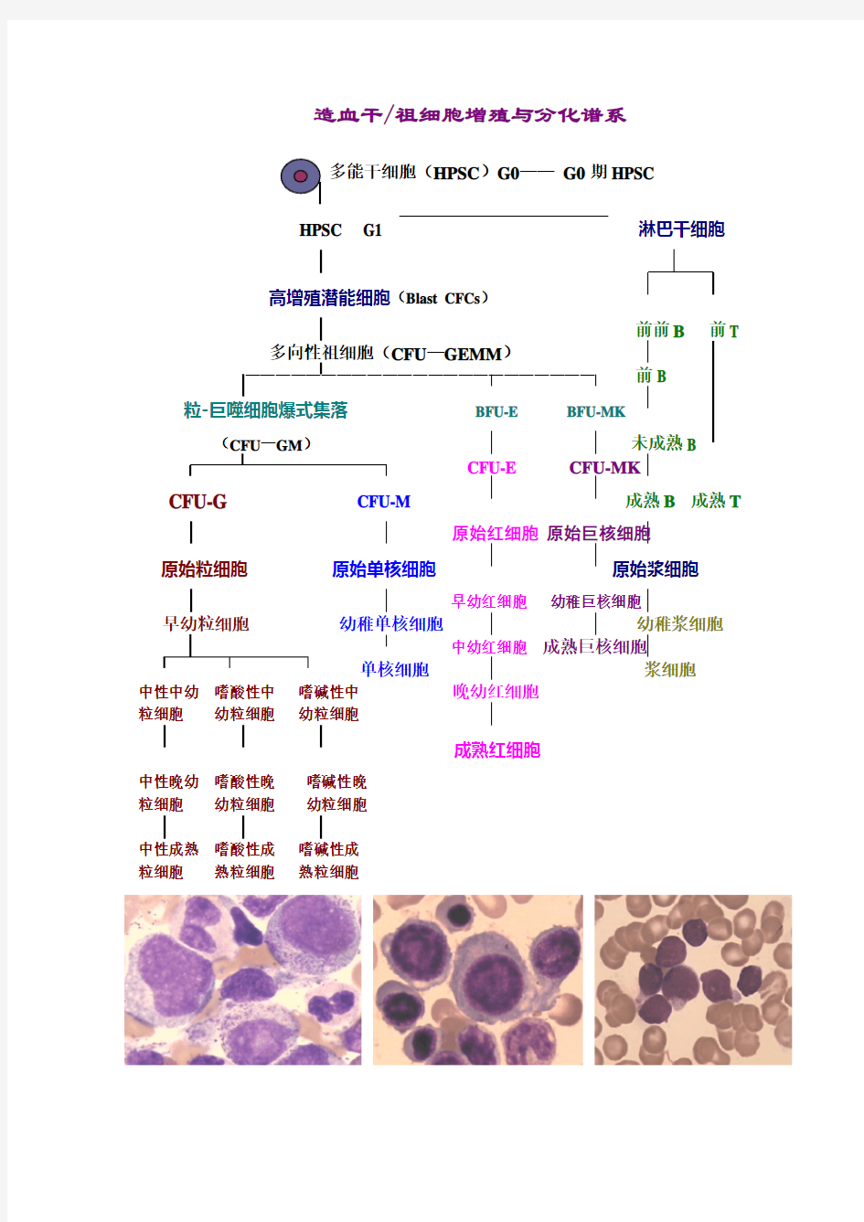 造血干细胞分化图