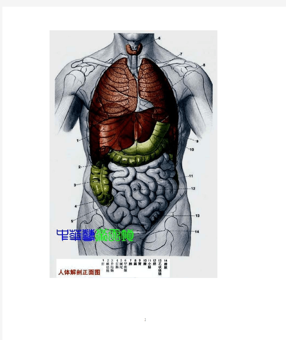 2020年整理人体内脏结构人体全息示意图.doc