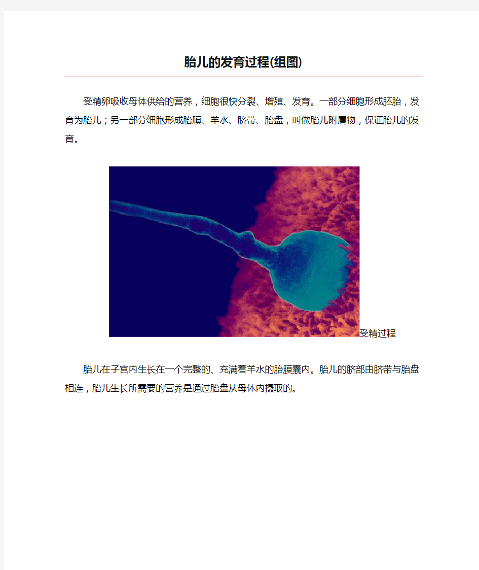 胎儿的发育过程(组图)