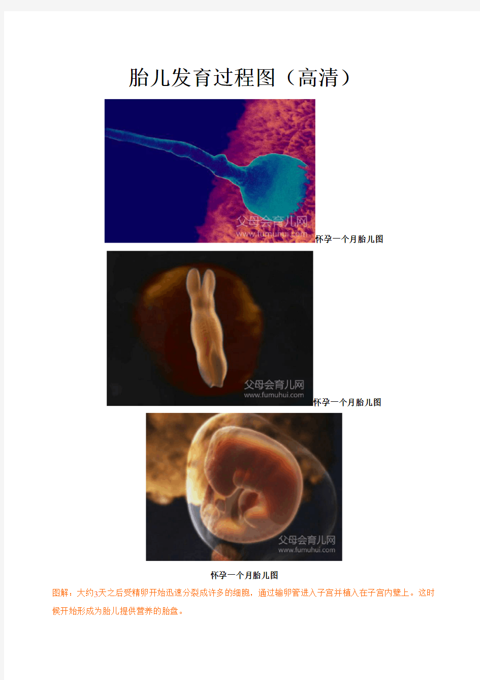 胎儿发育过程图(高清)