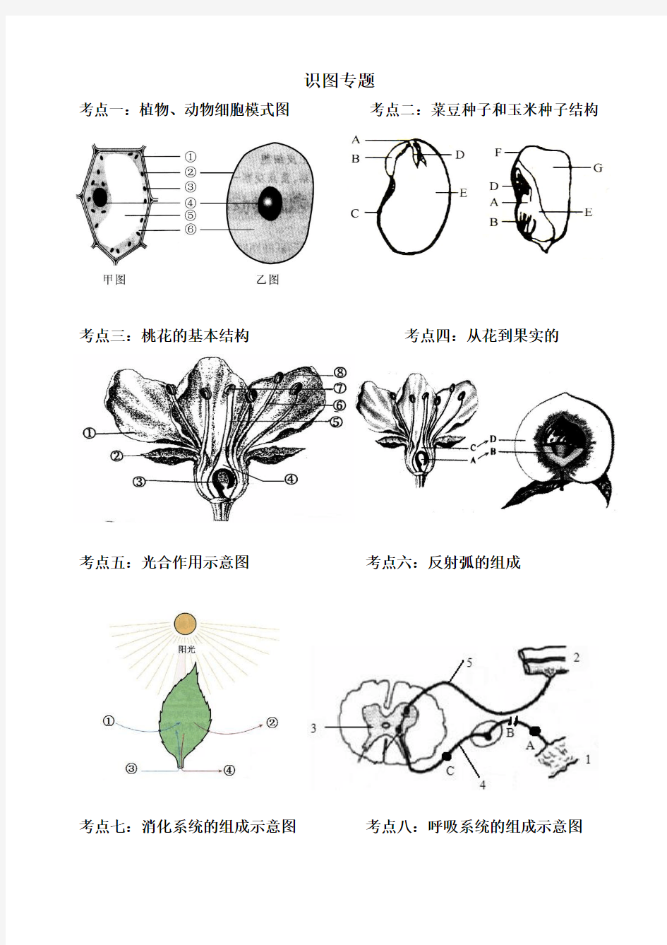 初中生物中考复习识图专题