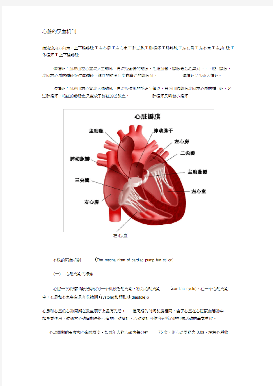 心脏的泵血机制