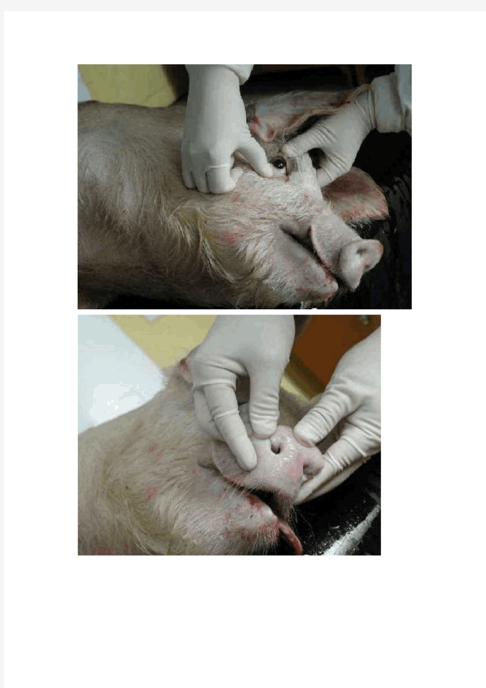 图解病死猪解剖操作程序