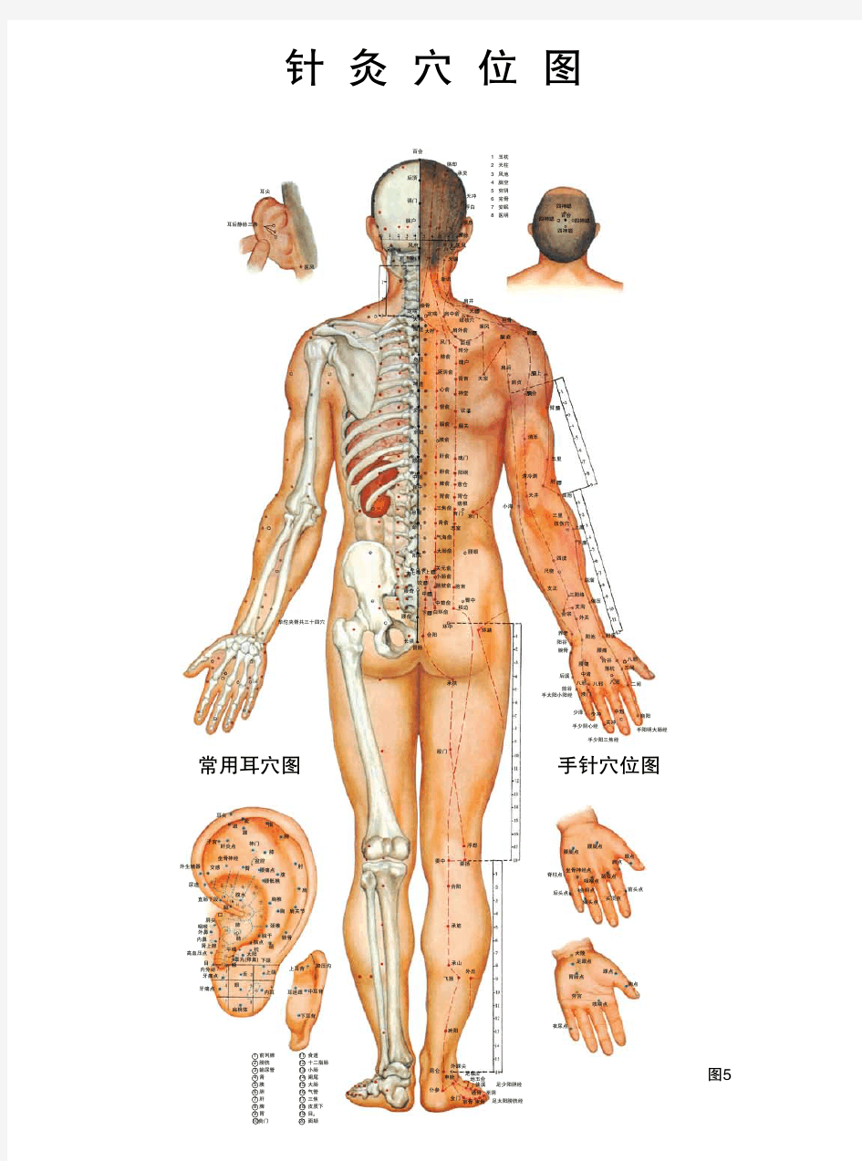 针灸穴位挂图