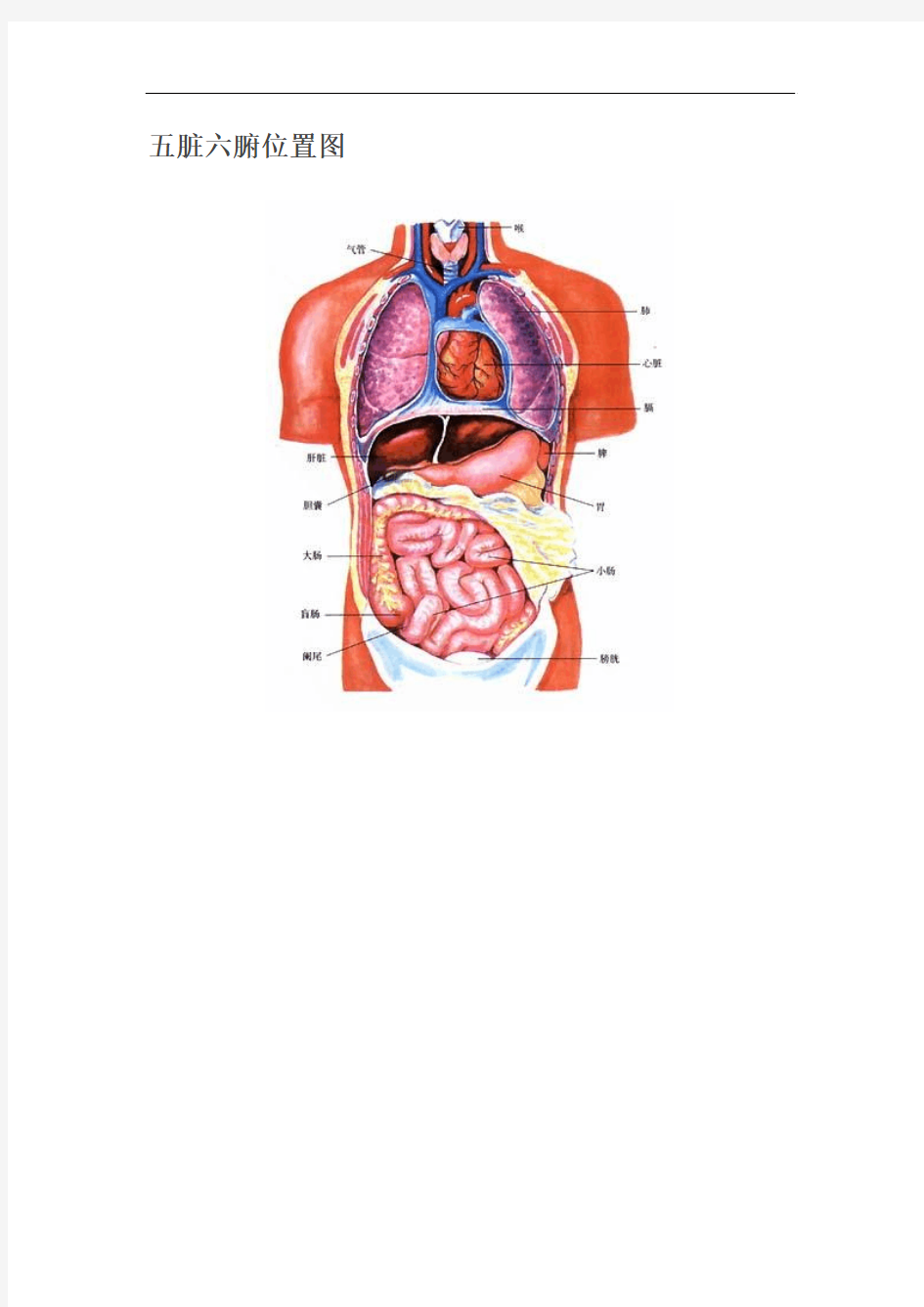 五脏六腑位置图