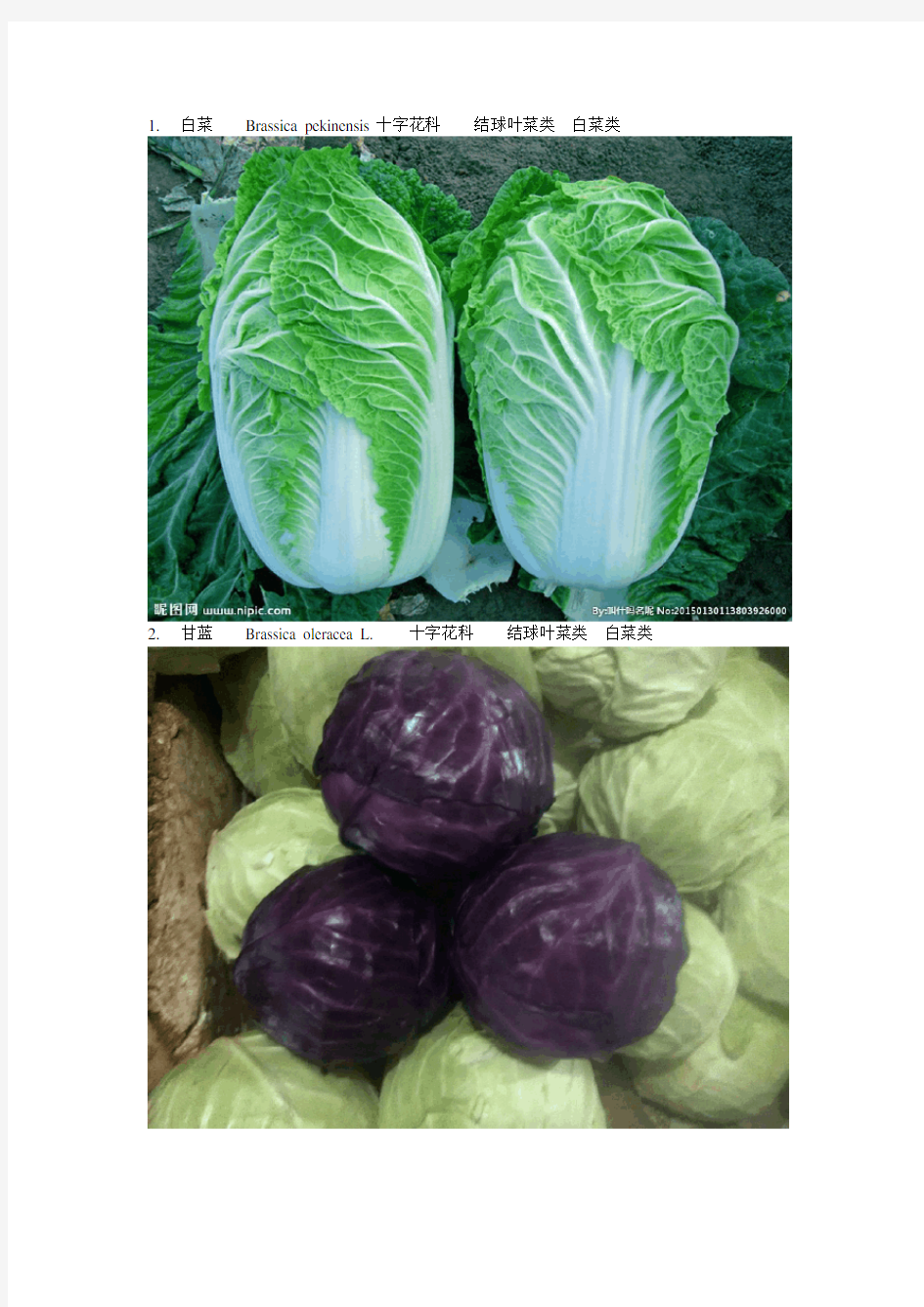 40常见蔬菜及分类-配图
