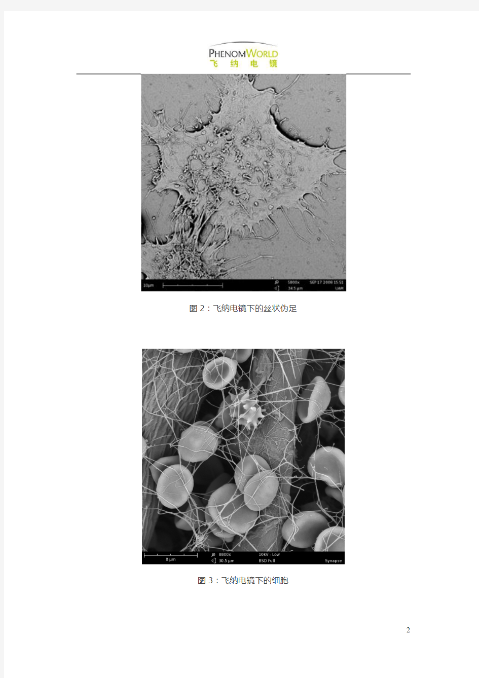 扫描电镜在细胞生物学中的历史与应用