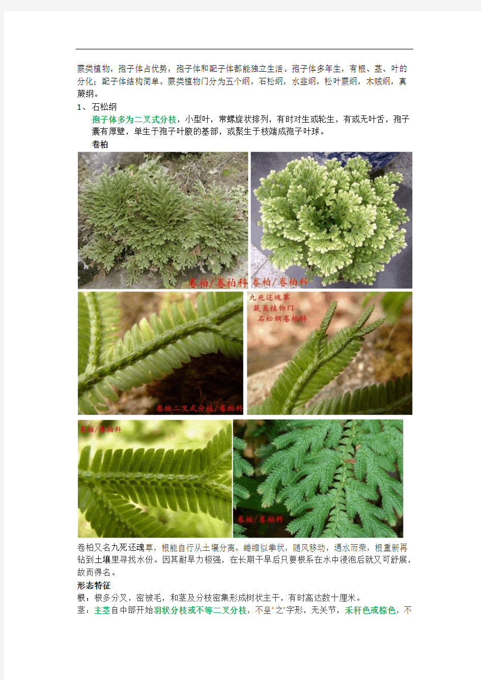 蕨类植物图鉴