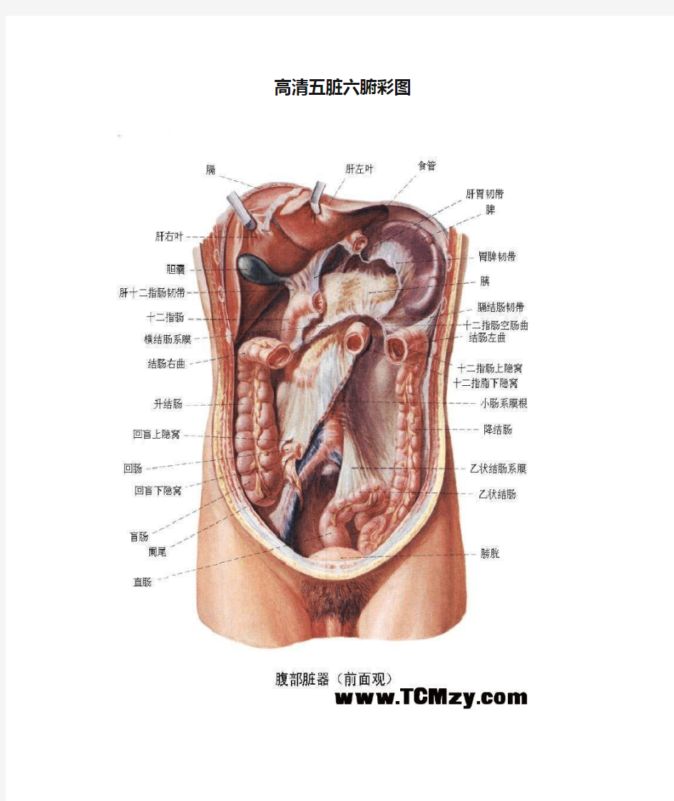 高清五脏六腑彩图