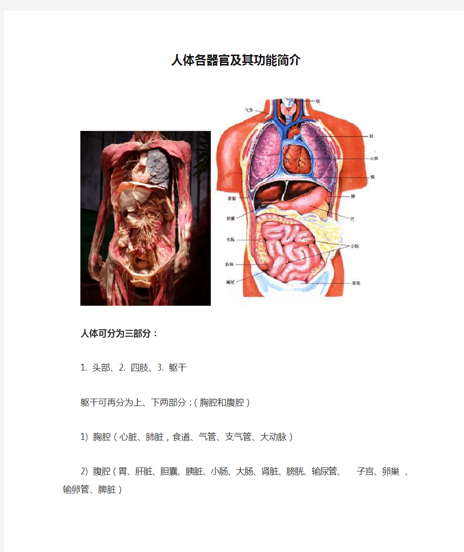 人体各器官及其功能简介(解剖图说)