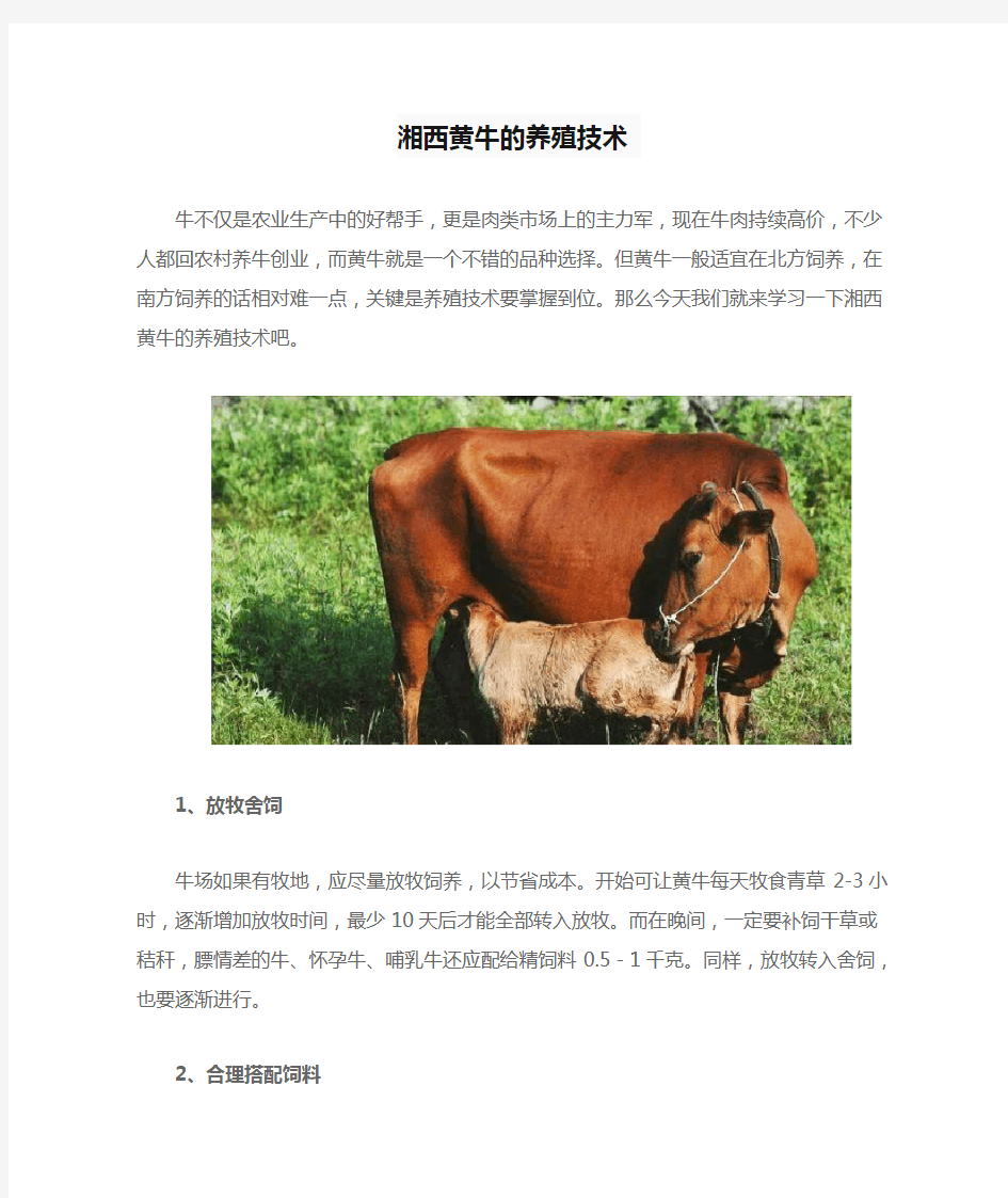 湘西黄牛的养殖技术