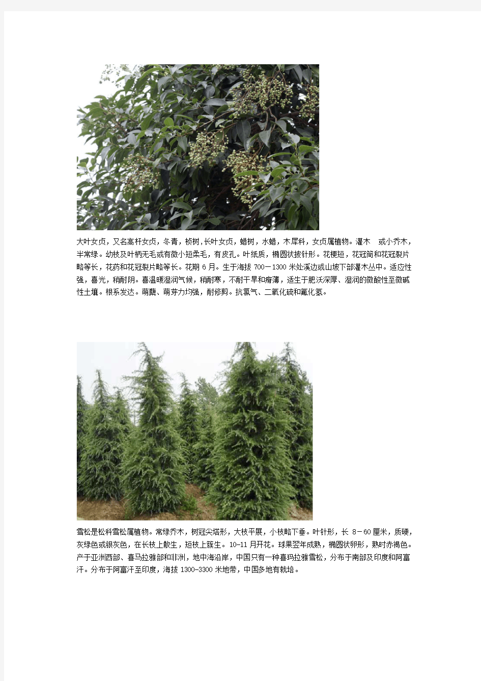 常见的20种植物