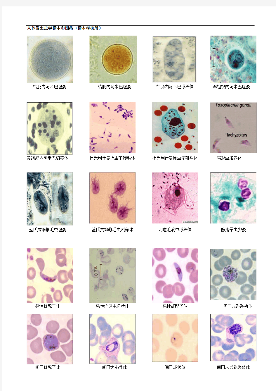人体寄生虫学标本彩图(考试用)