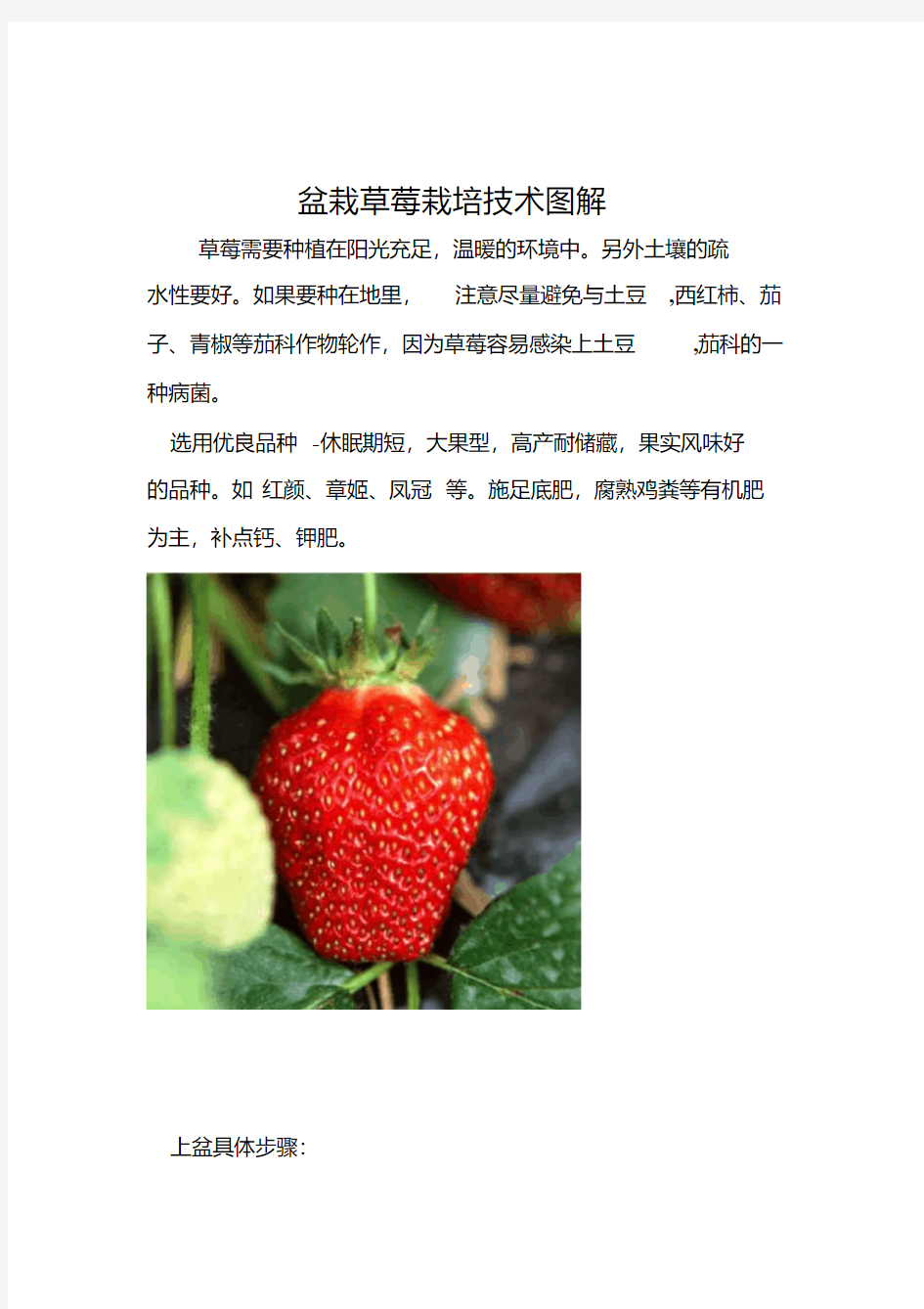盆栽草莓栽培技术图解