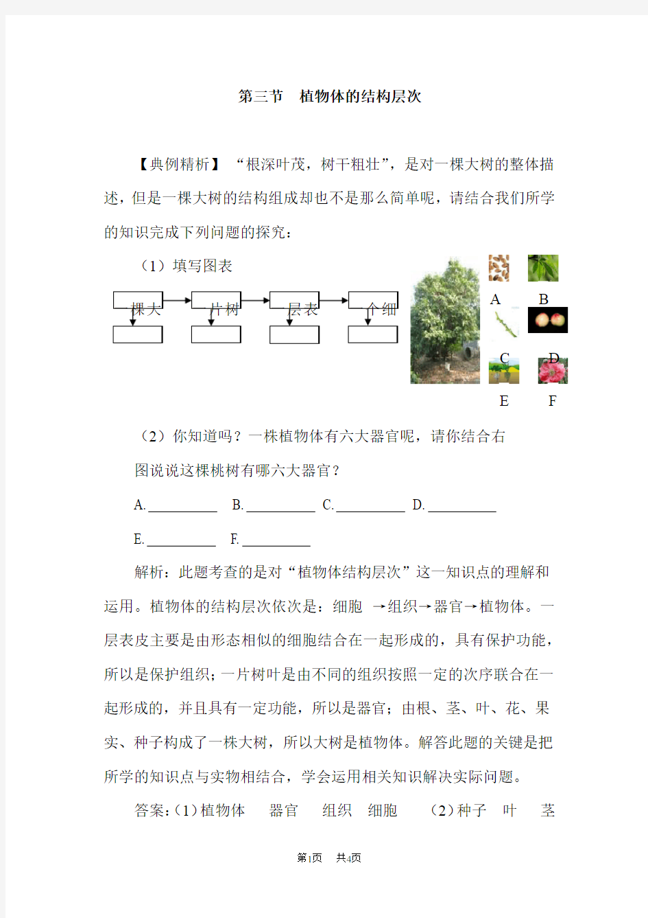 八年级生物第三节植物体的结构层次练习题含答案试卷分析详解