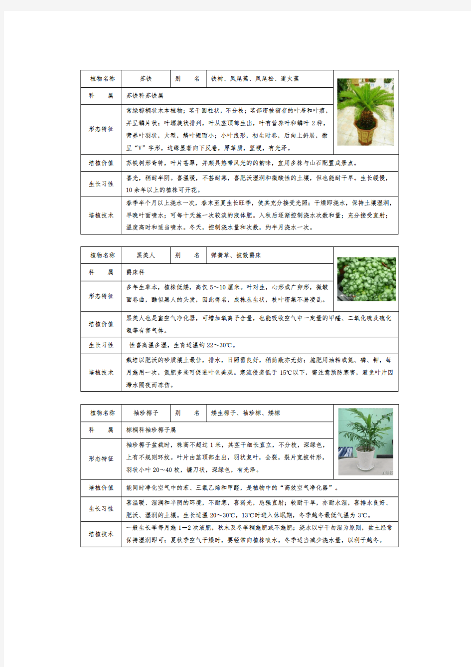 常见室内盆栽绿化植物介绍(带图片)-免费