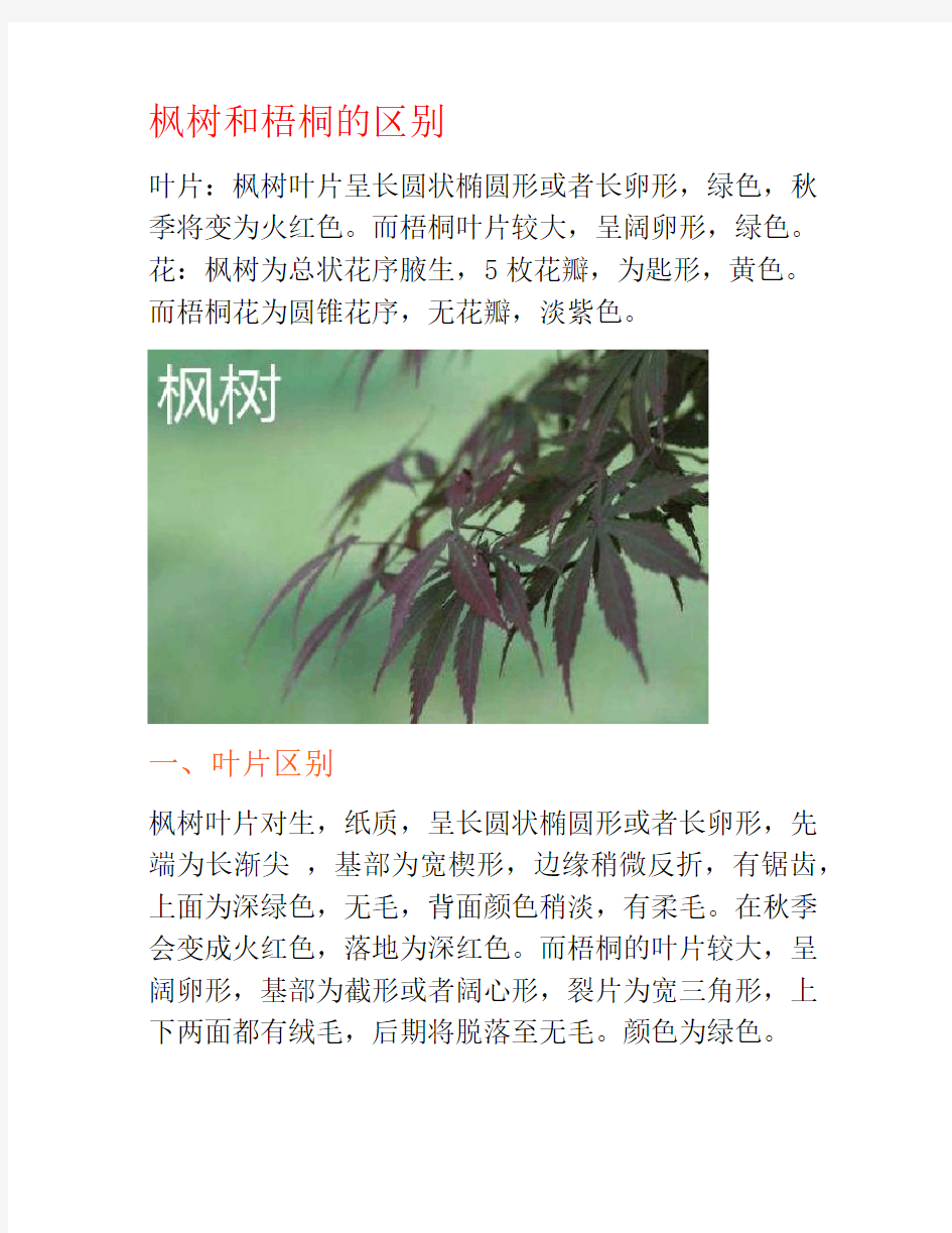 枫树和梧桐的区别