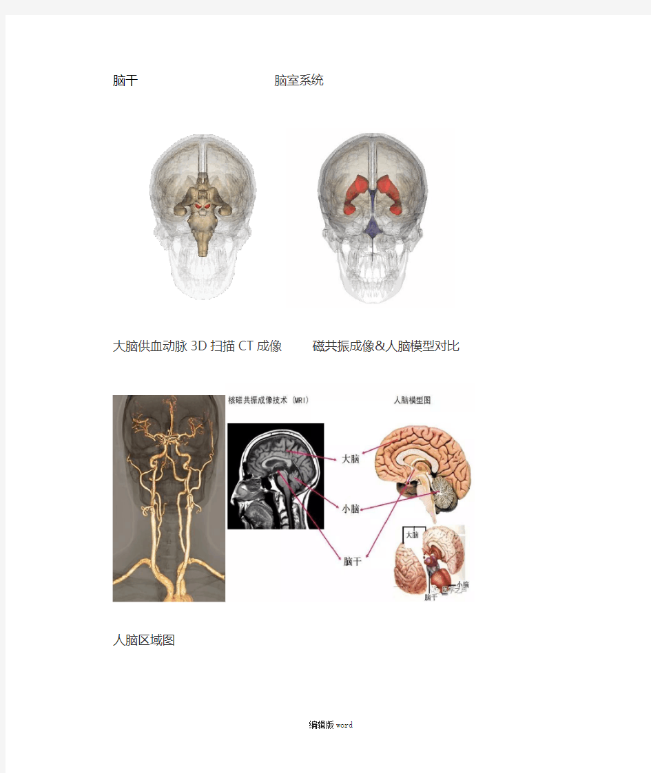 最全神经系统解剖图最新版本