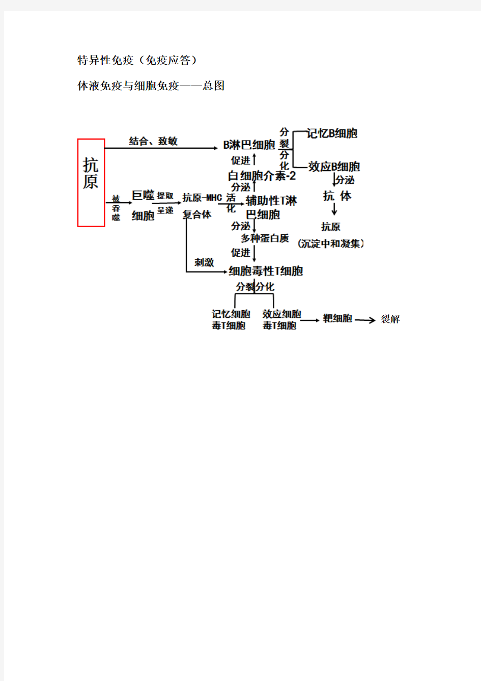 特异性免疫(细胞免疫和体液免疫)总结