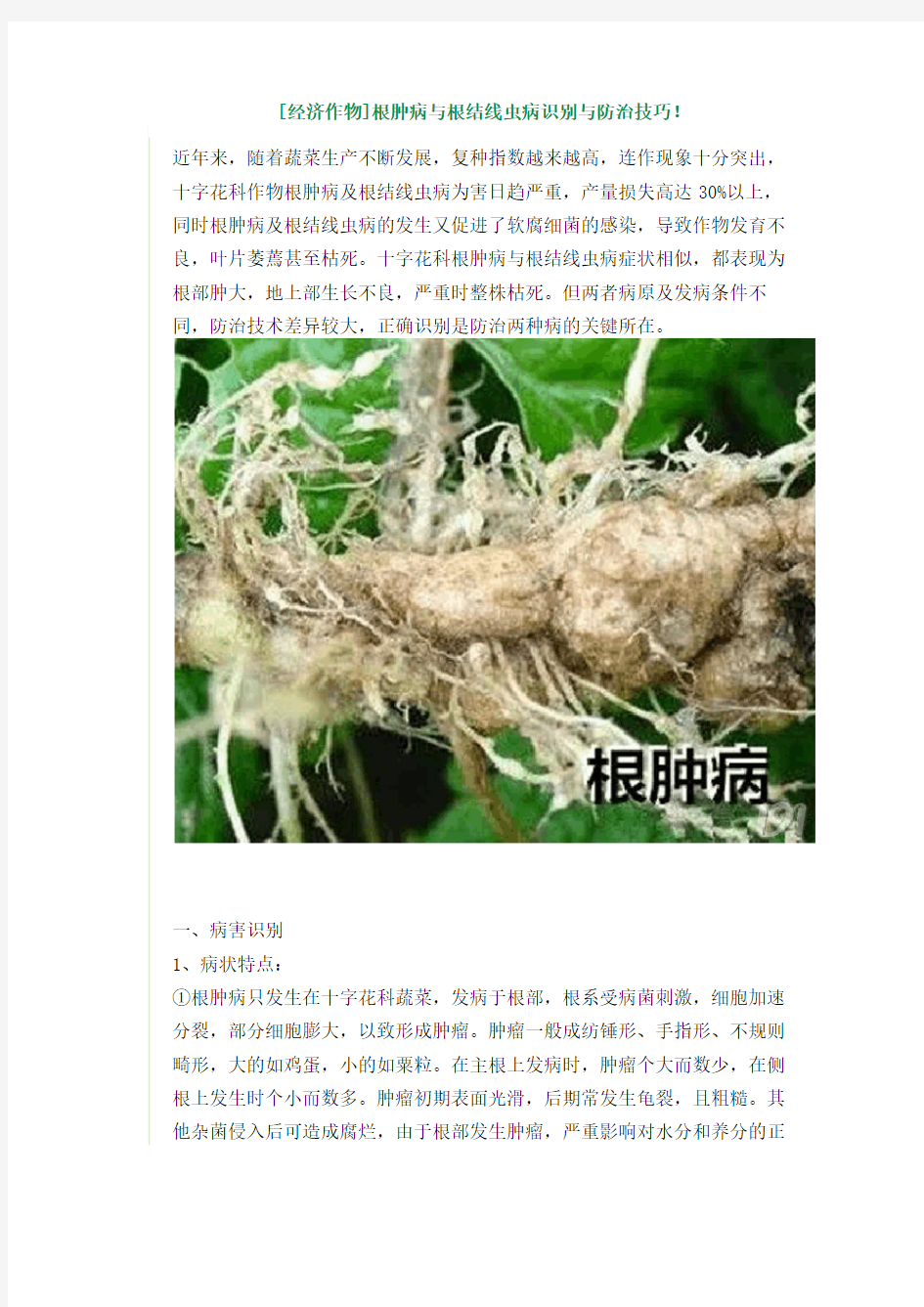 根肿病与根结线虫的区别