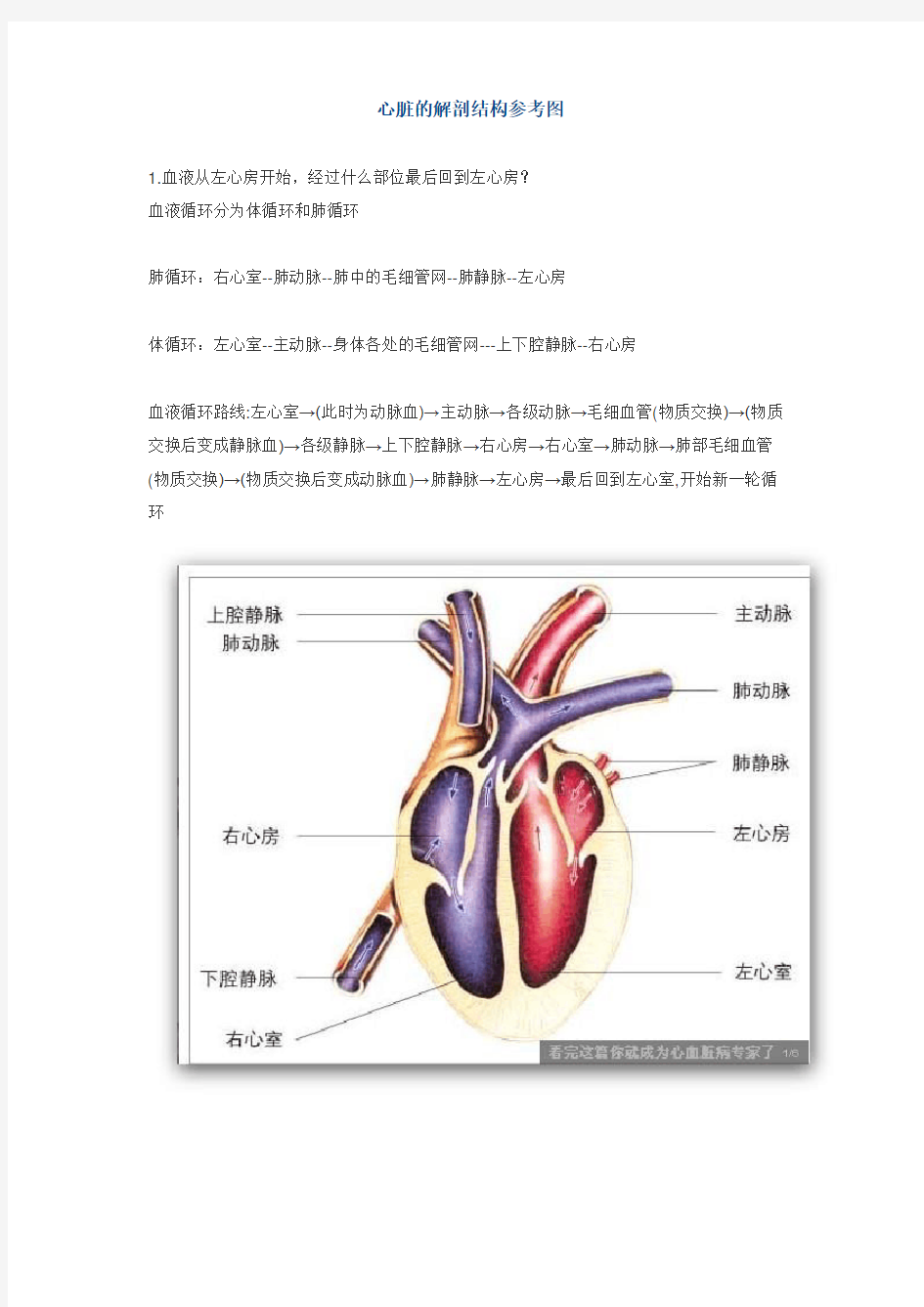 心脏的解剖结构参考图