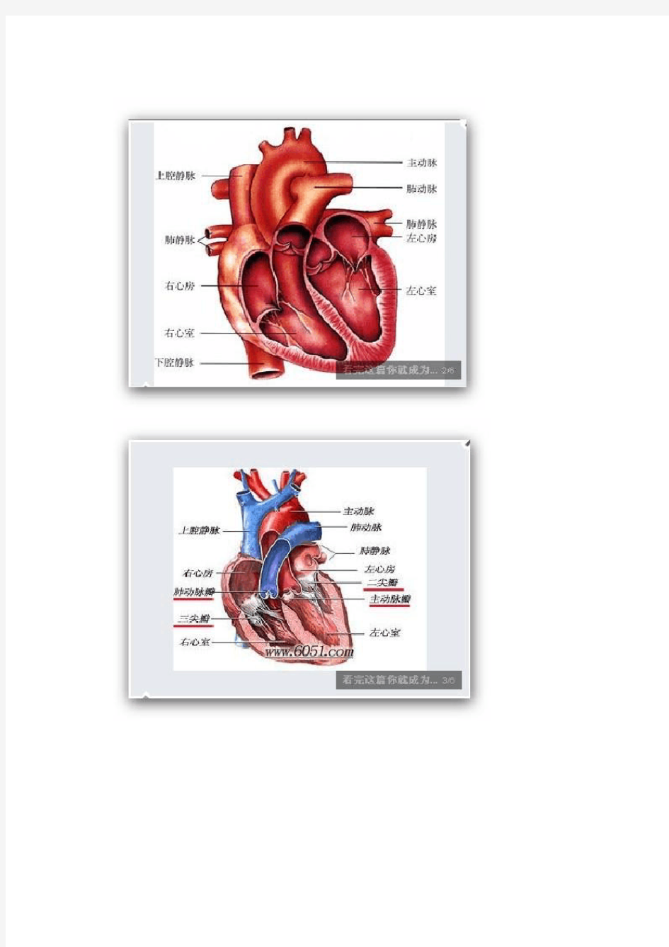 心脏的解剖结构参考图