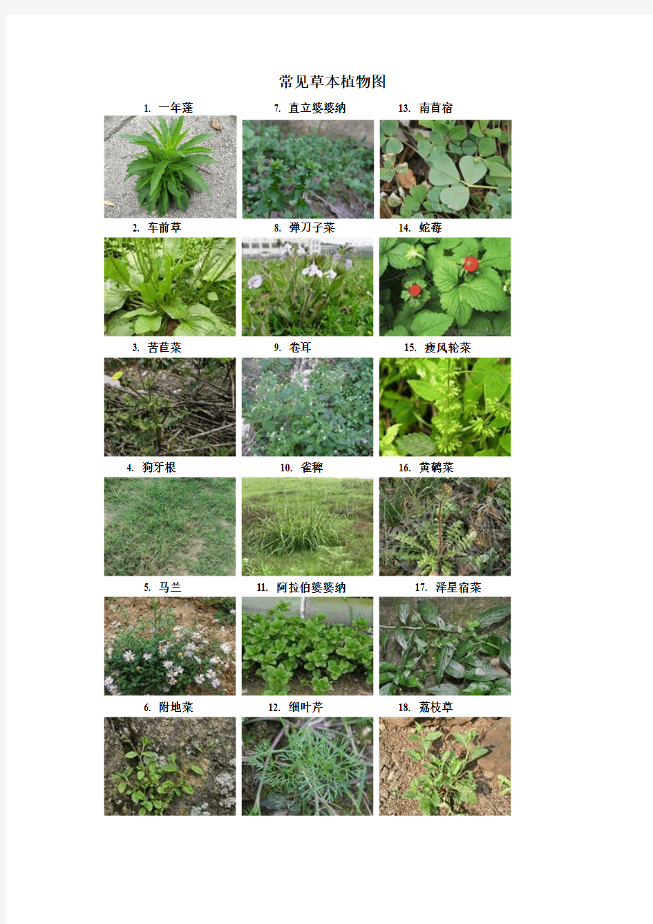 【生态实验】常见草本植物图