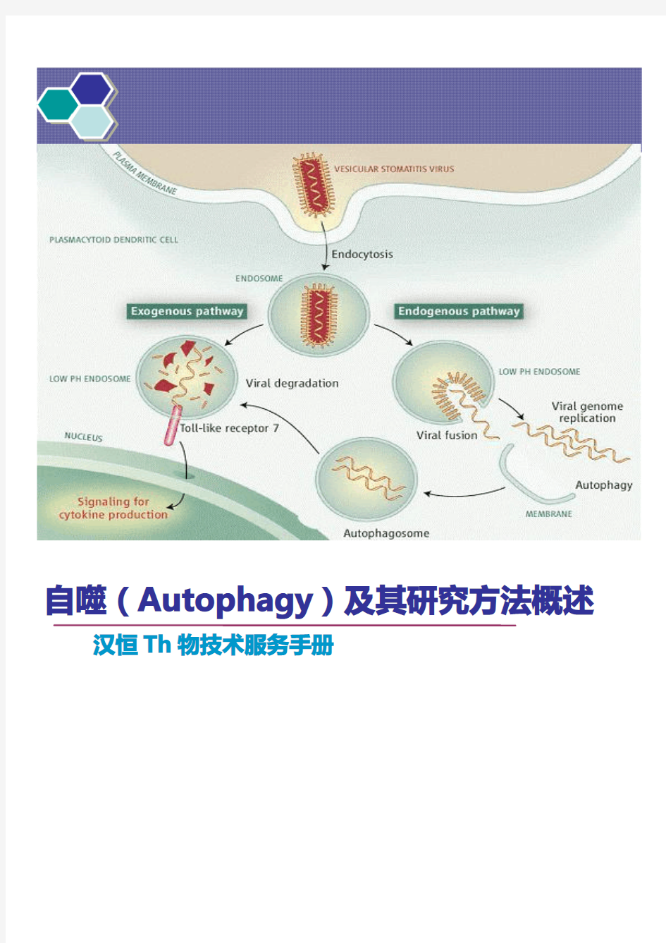 汉恒-自噬及其研究方法第三版